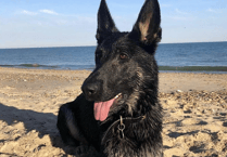 Police dog praised after apprehending Bodmin vandal