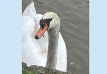 Public urged to keep distance from injured swan in Bude 