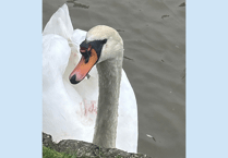 Public urged to keep distance from injured swan