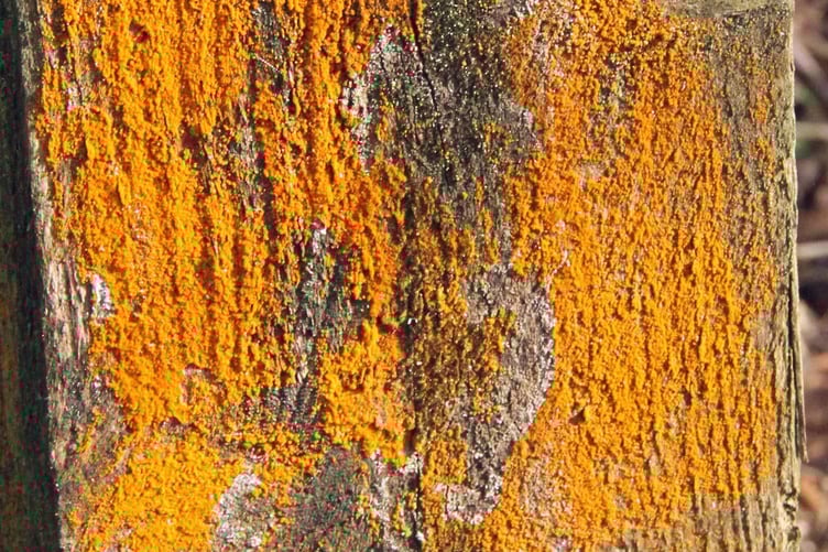 Coral spot fungus
