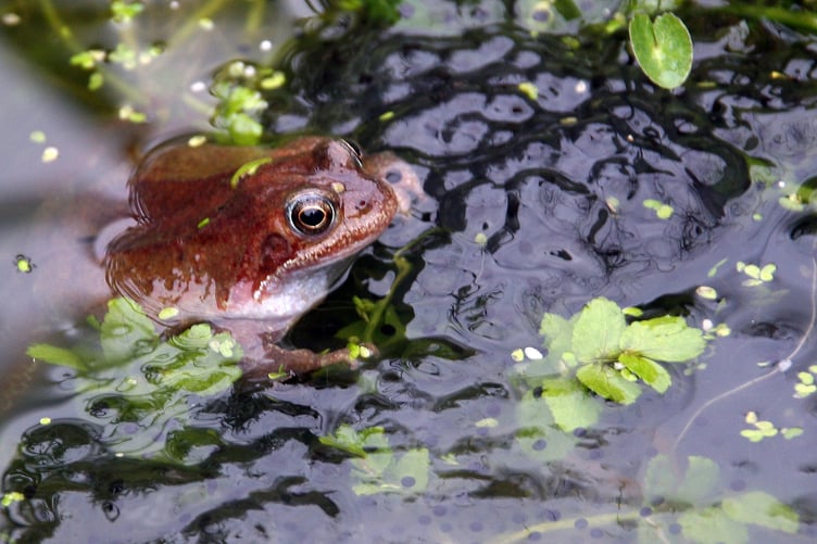 Frog and spawn