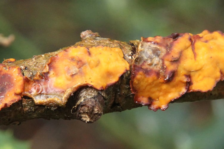 Unidentified fungus
