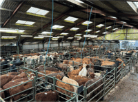 Hallworthy Livestock Market Report: Thursday, June 26