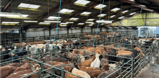 Hallworthy Livestock Market Report: Thursday, June 26