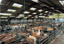 Hallworthy Livestock Market Report: Thursday, June 26