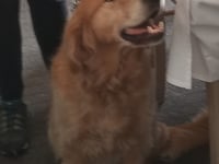 Tilly the guide dog is guest of honour