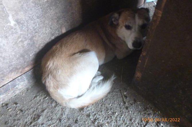 A dog which was kept in unfit conditions by Diana Curtis.  Image: RSPCA
