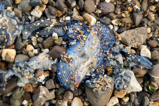 'Wind-by-the-sailor' are similar to Portuguese man o' war however do not have powerful stings 