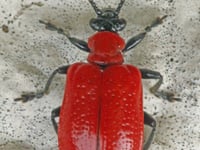 Attention seeking cardinal beetle draws the eye with striking colour