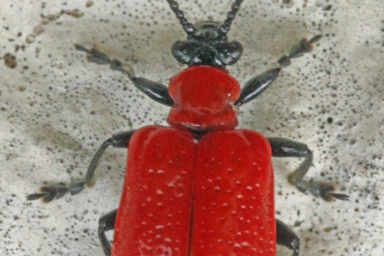 Cardinal beetle