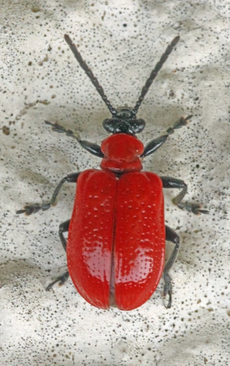 Cardinal beetle