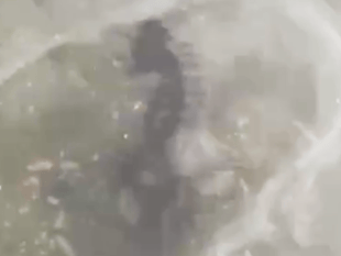 Rare seahorse found in estuary