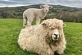 Springtime joy as new arrival helps bolster rare breed numbers