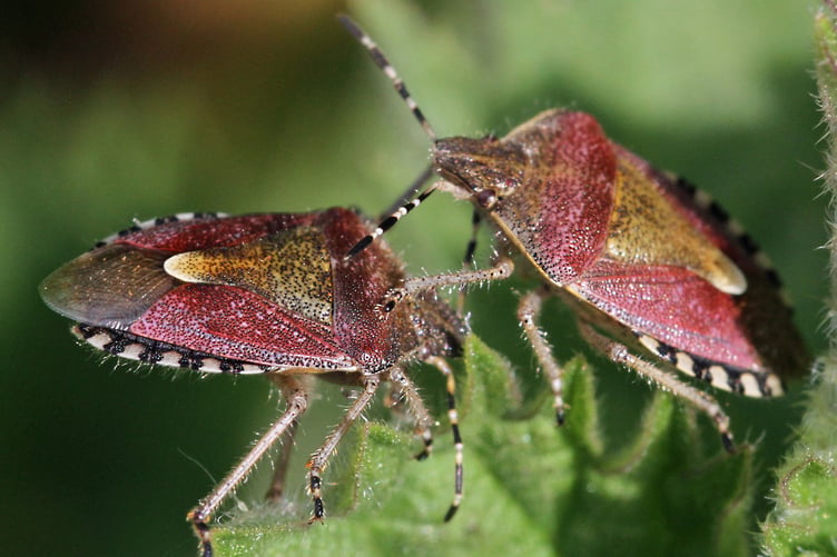 Sloe bugs