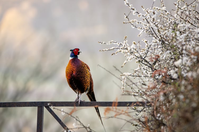 Under 12 commended - Spring's treasures by Jamie Smart