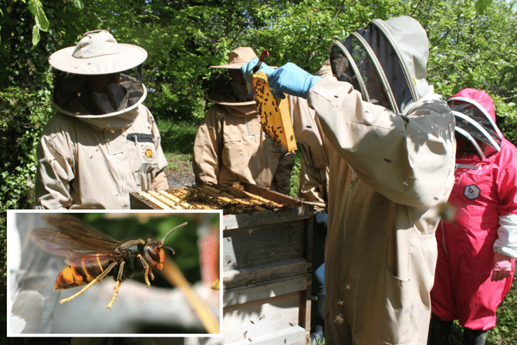 Launceston Beekeeping group warn of asian hornet
