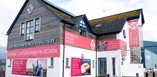 Conservation in Cornwall highlighted at The National Lobster Hatchery