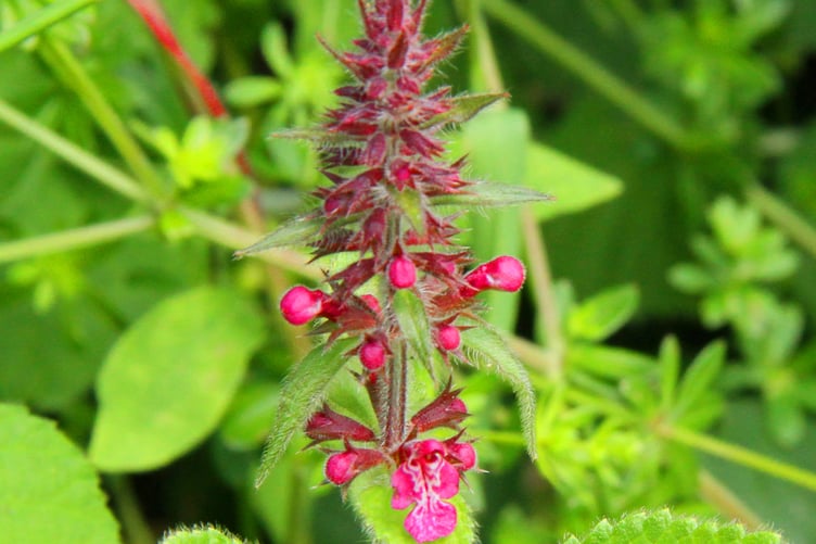 Hedge woundwort