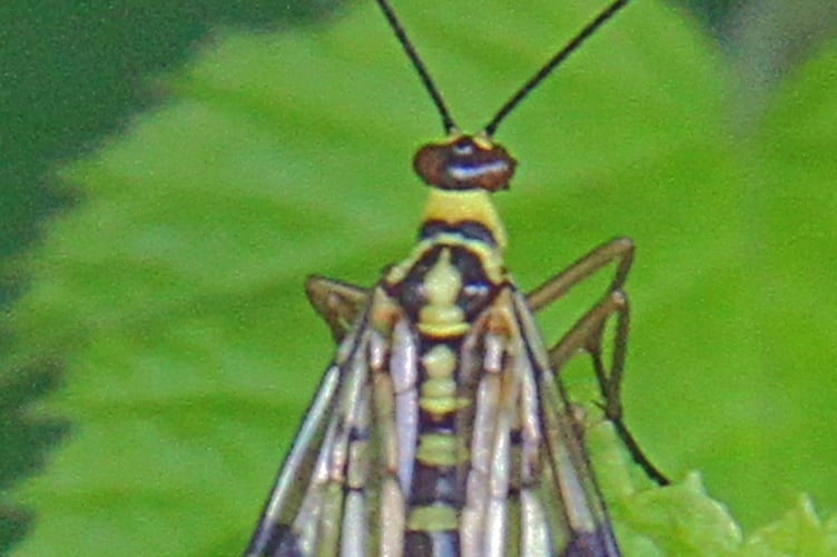 Scorpion fly