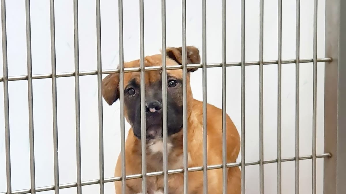 RSPCA reveals more than 900 animal abuse reports in Devon so far this ...