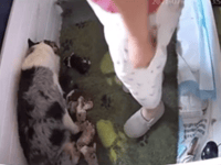 RSPCA warns animal cruelty is on the rise in Cornwall