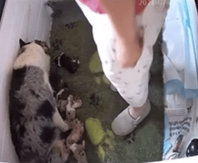 RSPCA warns animal cruelty is on the rise in Cornwall