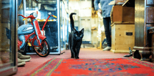 Celebrity cat from Wadebridge named as National Cat Awards finalist