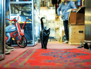 Celebrity cat from Wadebridge named as National Cat Awards finalist