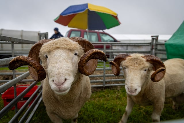 A traditional taste of rural life is returning to Stithians this month