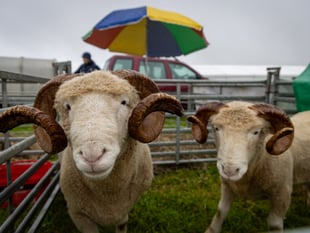 A traditional taste of rural life is returning to Stithians this month