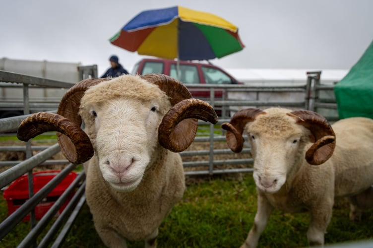 Scenes from a wet but enjoyable Stithians Show 2024