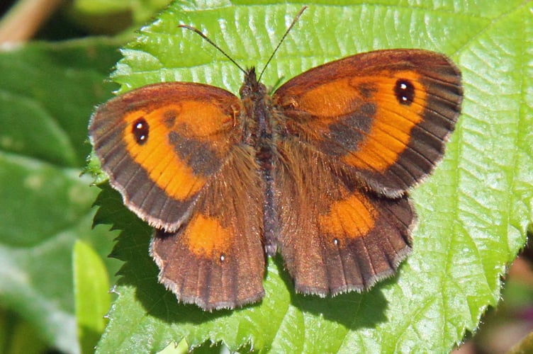 Gatekeeper butterfly
