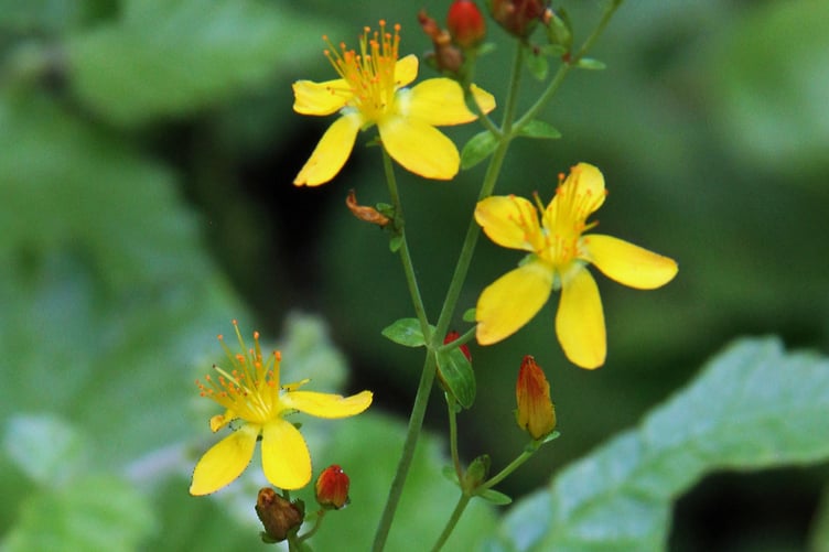 Perforate St John's wort