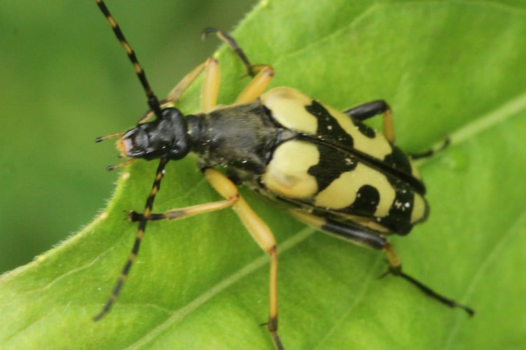 Longhorn beetle