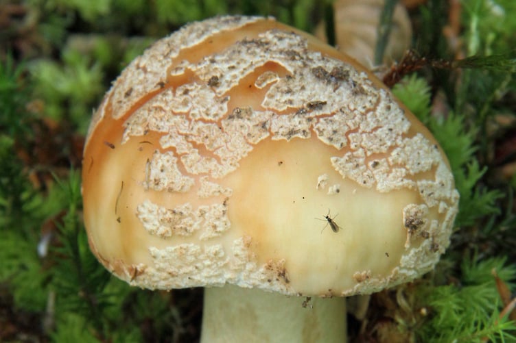 Panther cap mushroom