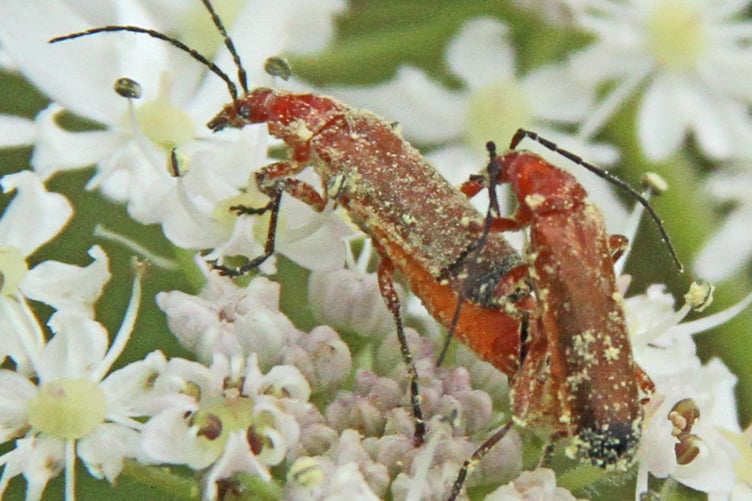 Pollen dusted Red soldier beetle