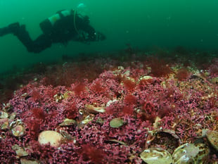 Cornwall's most ambitious rewilding project unveiled