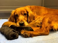 Unlicensed breeder kept dogs in "appalling conditions"