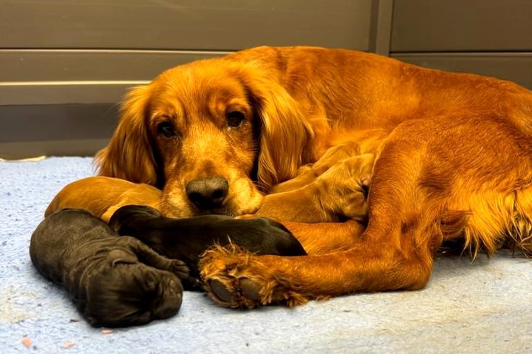 There was a happy ending for Red and her Cocker Spaniel puppies