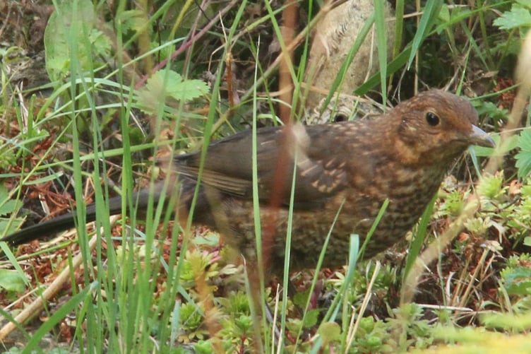 Blackbird