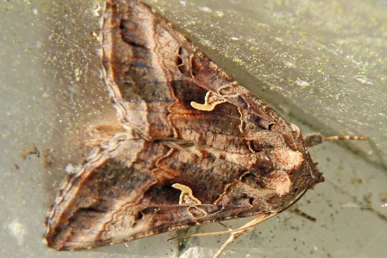 Silver Y moth
