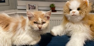 Bude says goodbye to local legend 'Meth Cat'