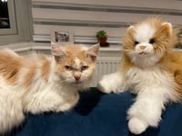 Bude says goodbye to local legend 'Meth Cat'