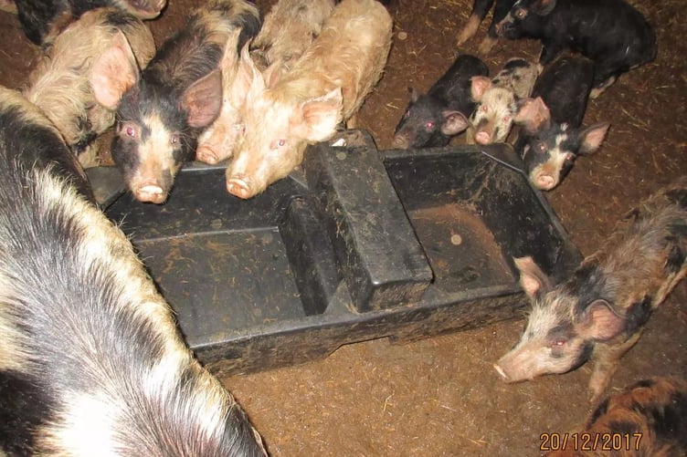 An animal welfare case was dealt with by Exeter Magistrates in August 2018, just days after Morley produced the final forged documents in the insurance fraud case. (Picture: Trading Standards/RSPCA)