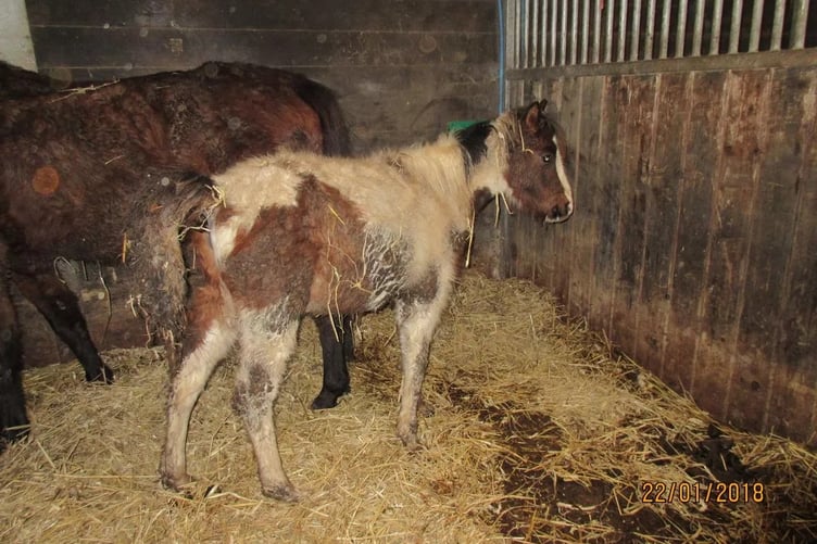 Horses kept by Luke Morley at Bradworthy were found to have no suitable dry area to lie in. (Picture: Trading Standards/RSPCA)