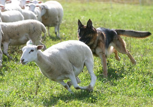 Farmers fear rising dog attacks on young lambs during holidays 