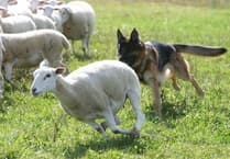 Farmers fear rising dog attacks on young lambs during holidays