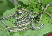 Naturewatch with Ray Roberts 