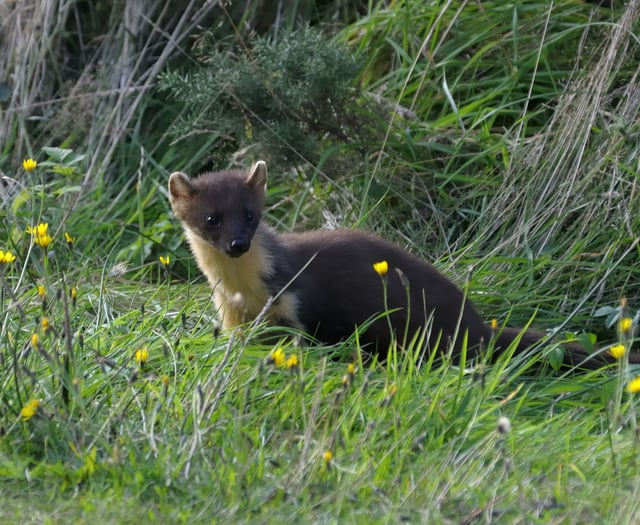 Pine martins return to Dartmoor