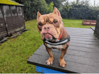 RSPCA centre launches initiative to support animals in need of care 
